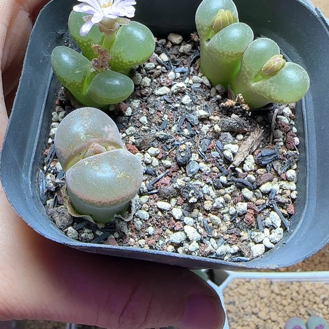 ᥫ***丁哈哈哈哈哈哈哈哈哈哈哈53907