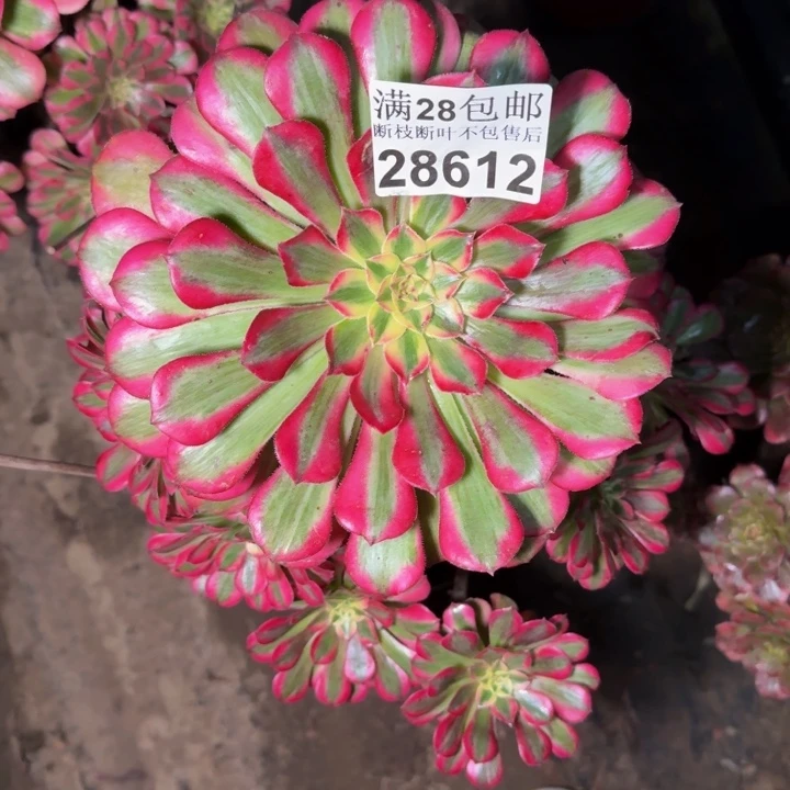 28612祝融不包断枝