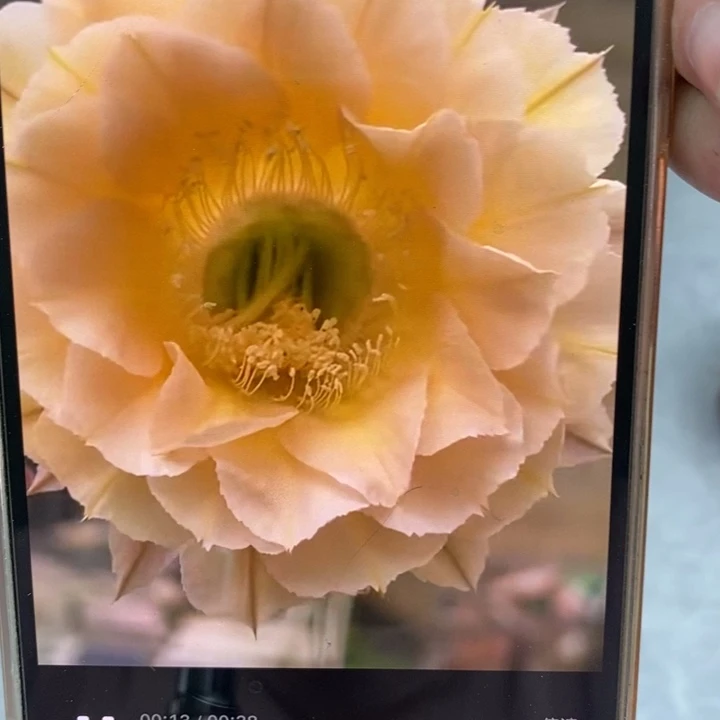 香香530号侧芽3.5公分左右