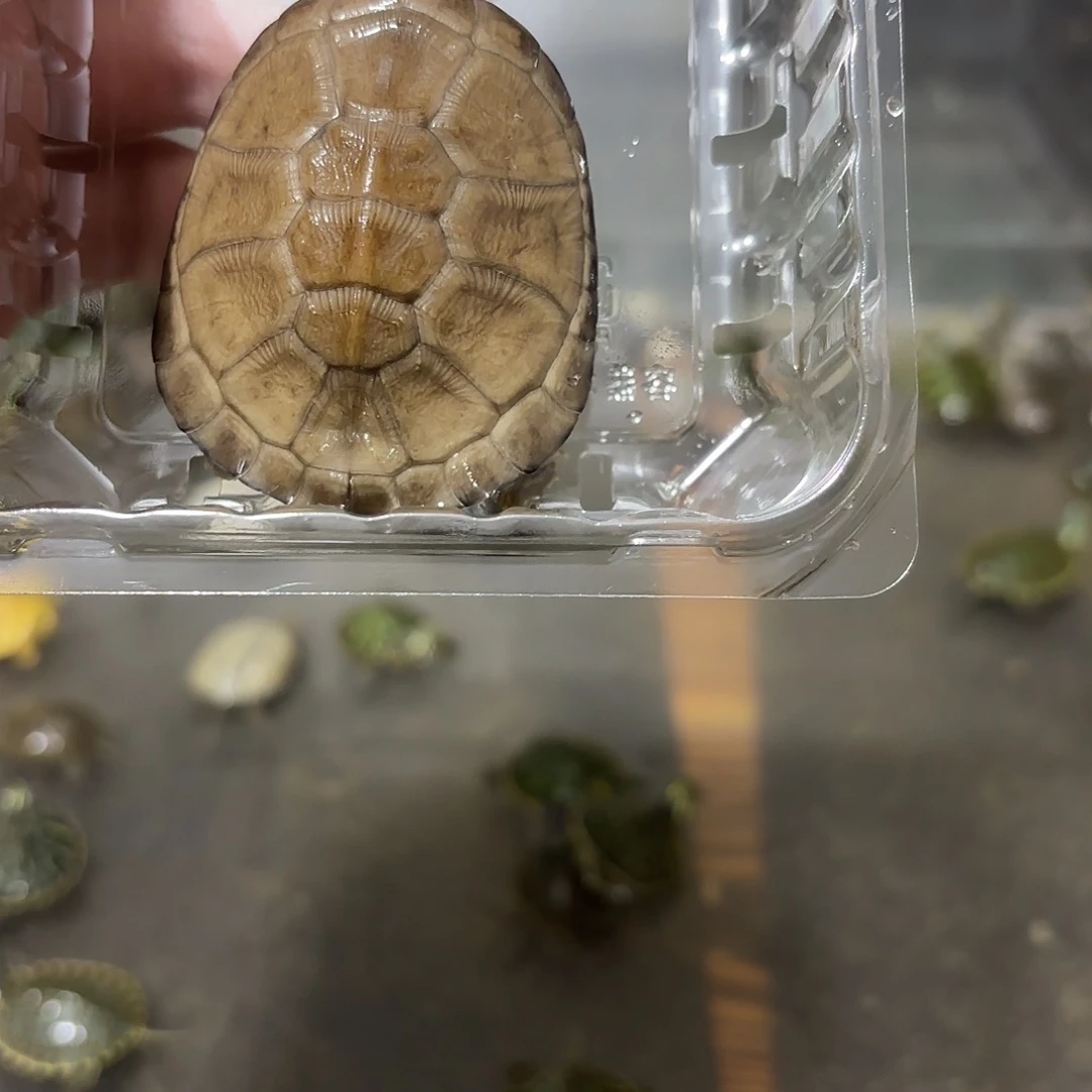 绿毛龟母西非123456