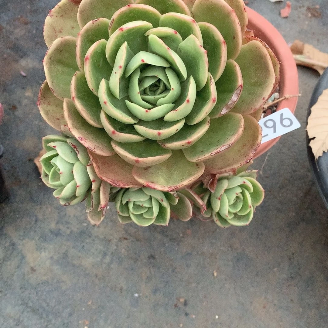 296 一物一拍多肉