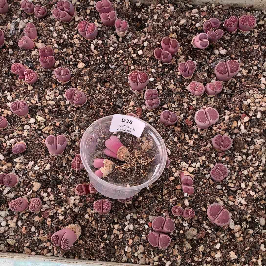 蒙*月D38多肉植物保护研究所