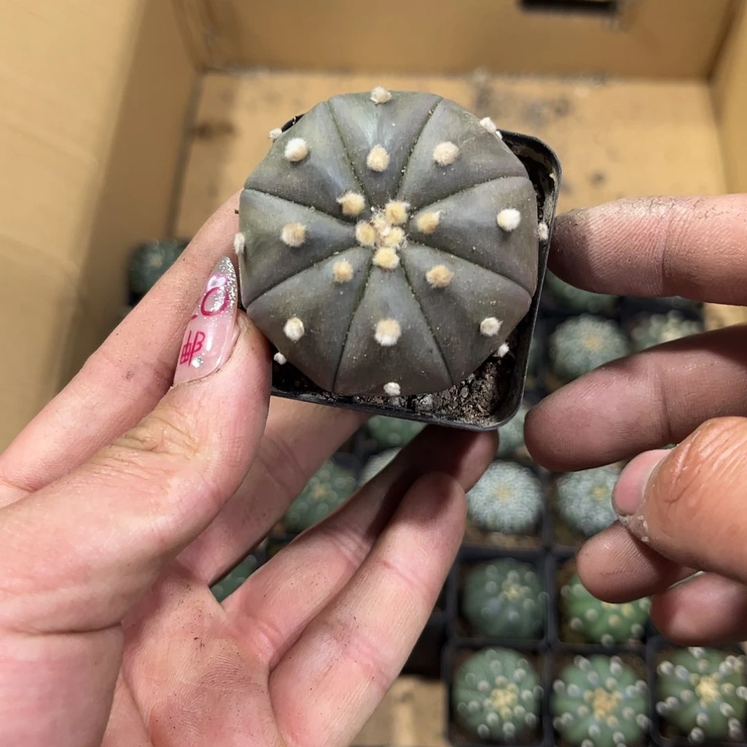 ?**路26166一物一拍单头发货