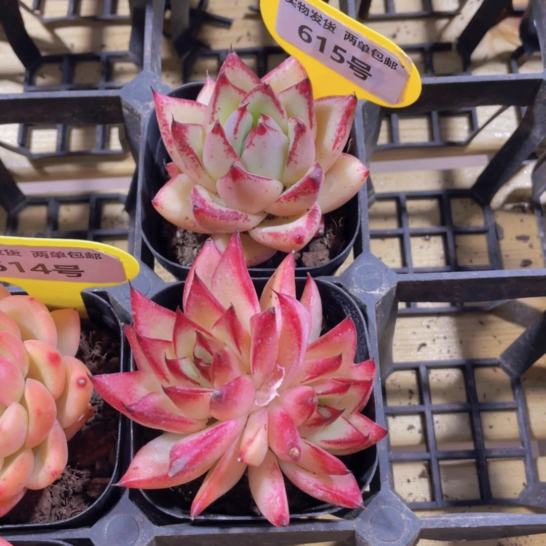 615号 红体乌木两个