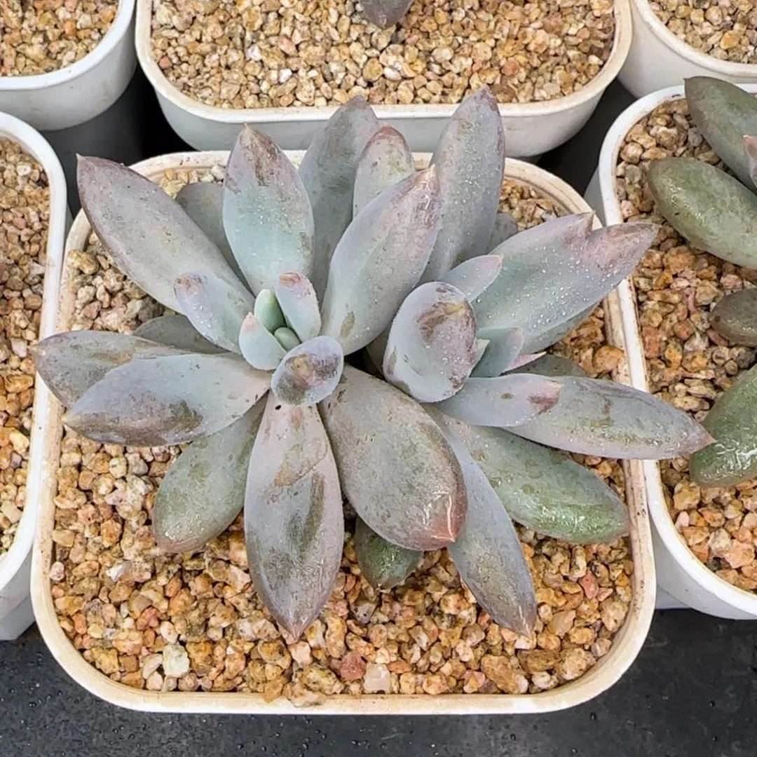 从前慢花园精选多肉哥特萝莉