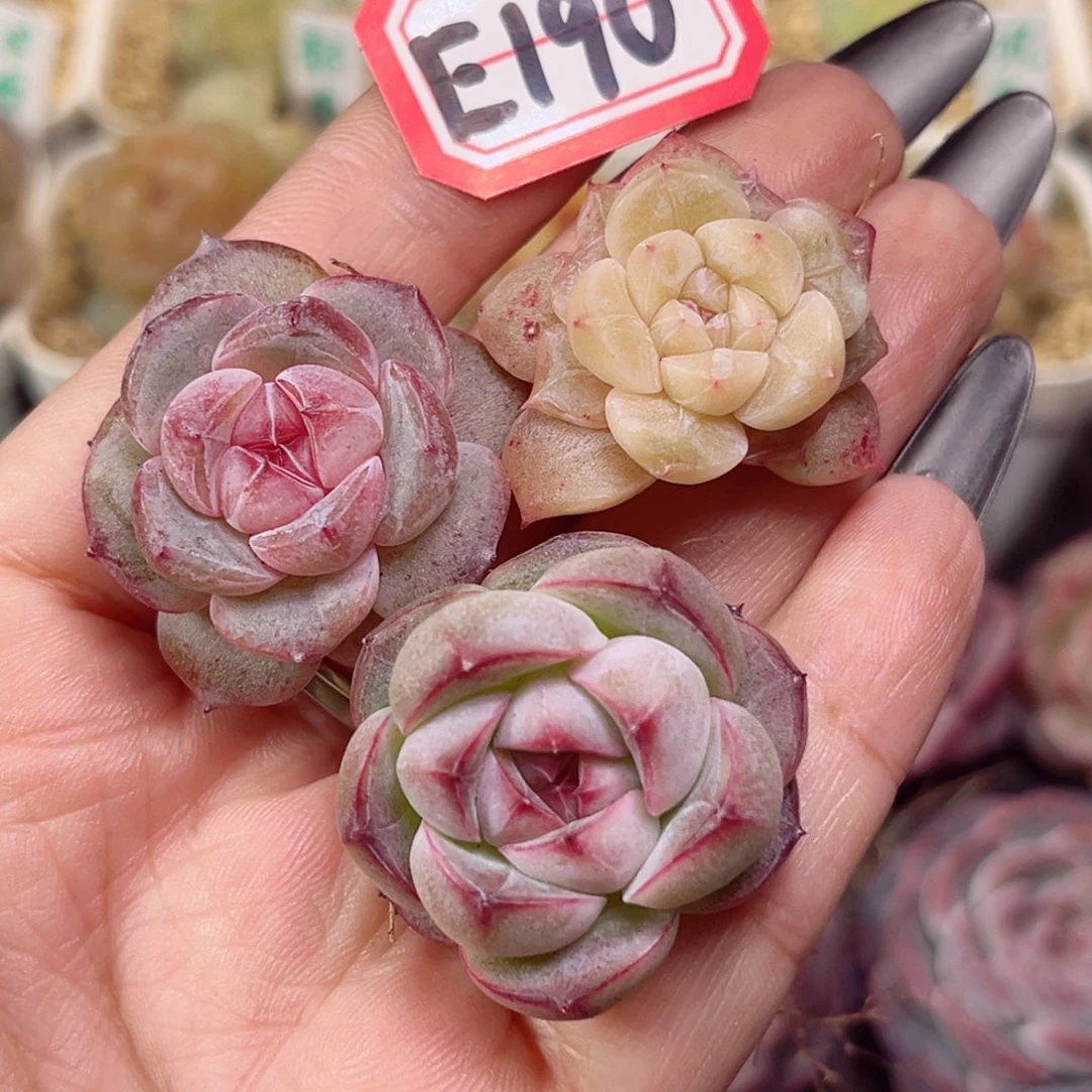 E190一物一拍 卡拉米3