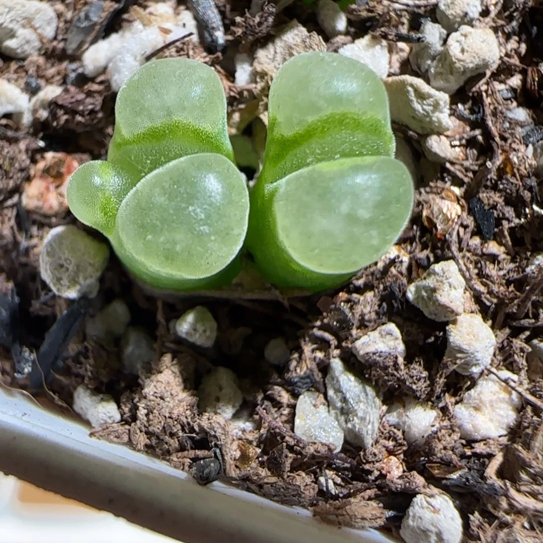 肉锥多肉植物组合-极窗奔驰1357