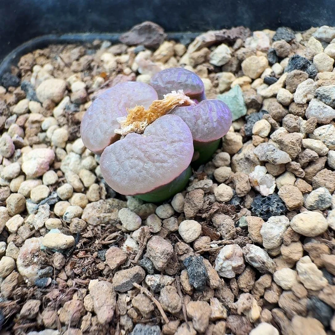 多肉植物福利清盒磁铁91