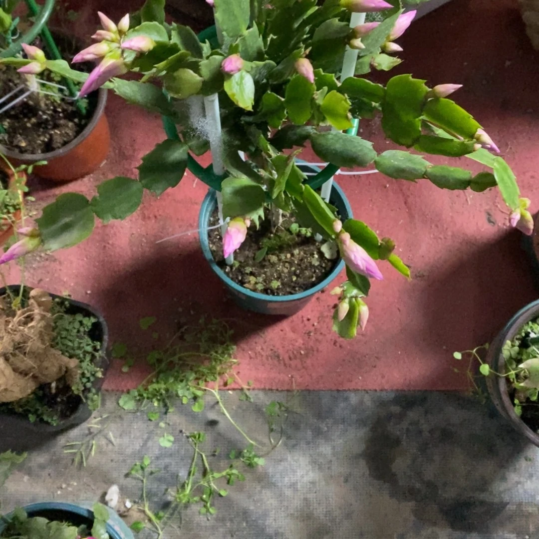 有****完全开放福利款单层