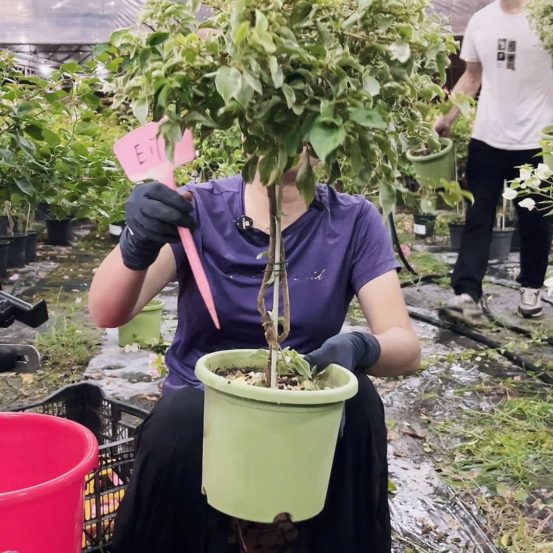 闫***哥大部分花苞少量开放E17少女心