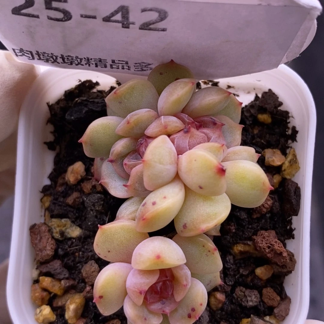 【闪购商品】25-42红恋缀