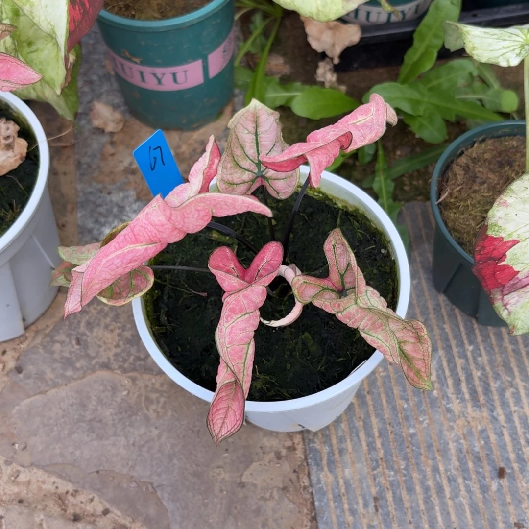 泰国彩叶芋67-1024