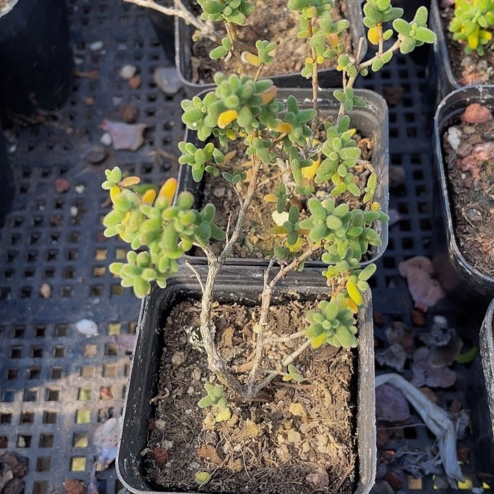 米粒枝干带盆土发