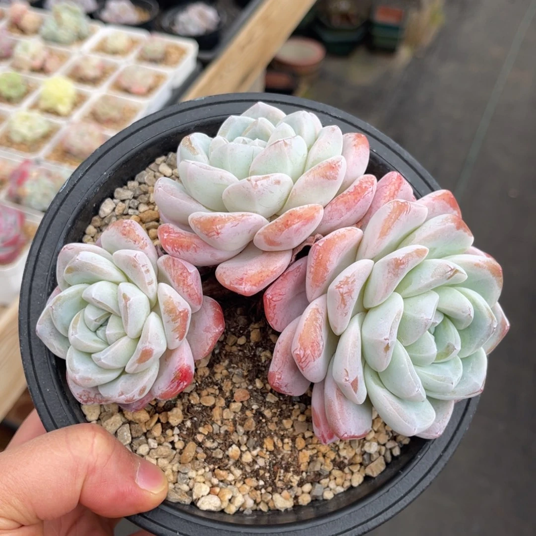 冰玉一物一拍满68包邮