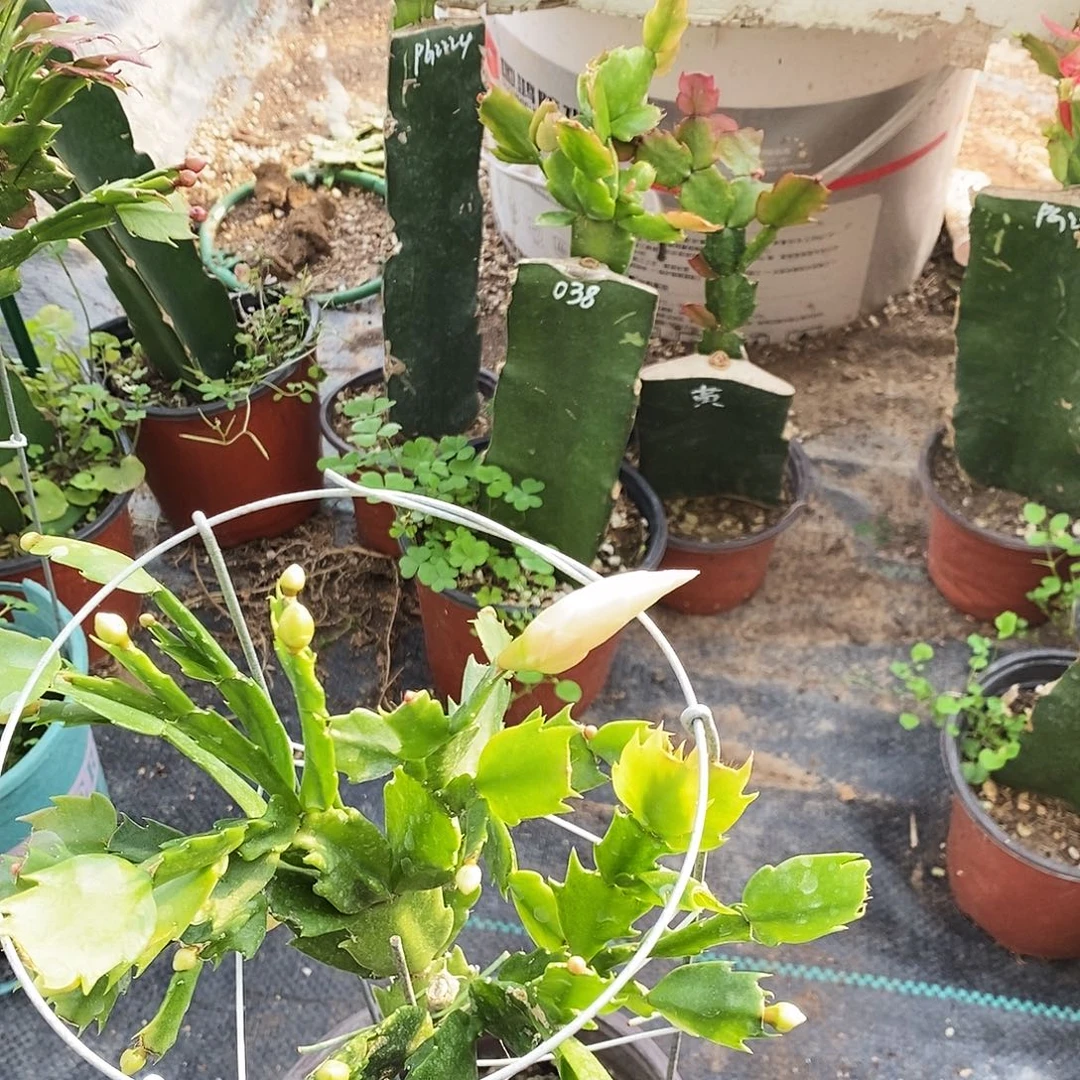 我***宝无花朵叶仙嫁接蟹爪兰福利