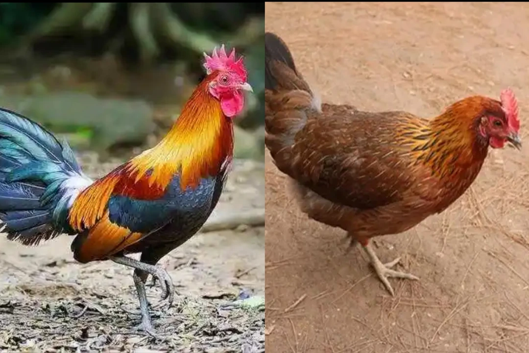 华北柴鸡1公1母2只装