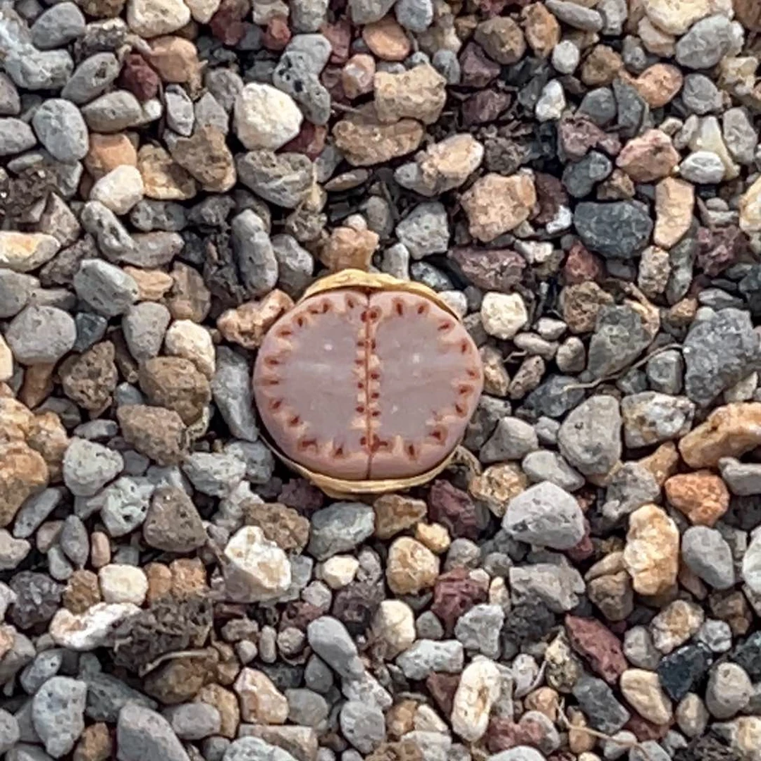 9530粉饼1蓝底长睫毛尺寸1.1