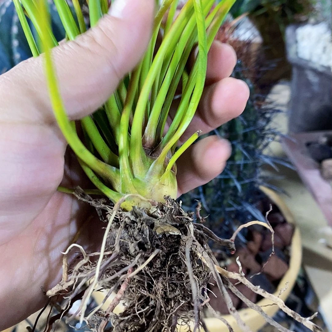 山****子9159000000000000