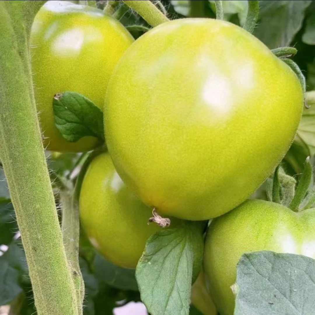 【绿苹果西红柿种子】四季种植盆栽地栽阳台小院种植