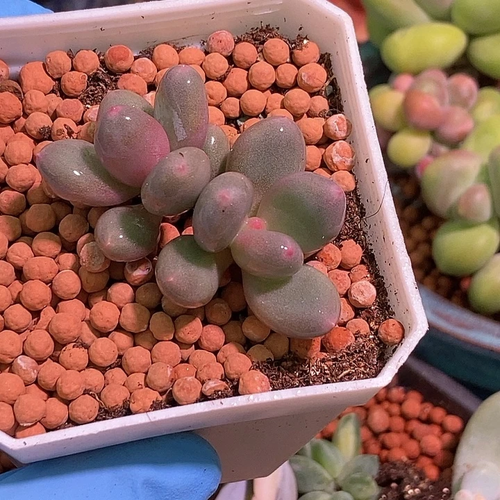 白彩虹奶酪锦基因多肉