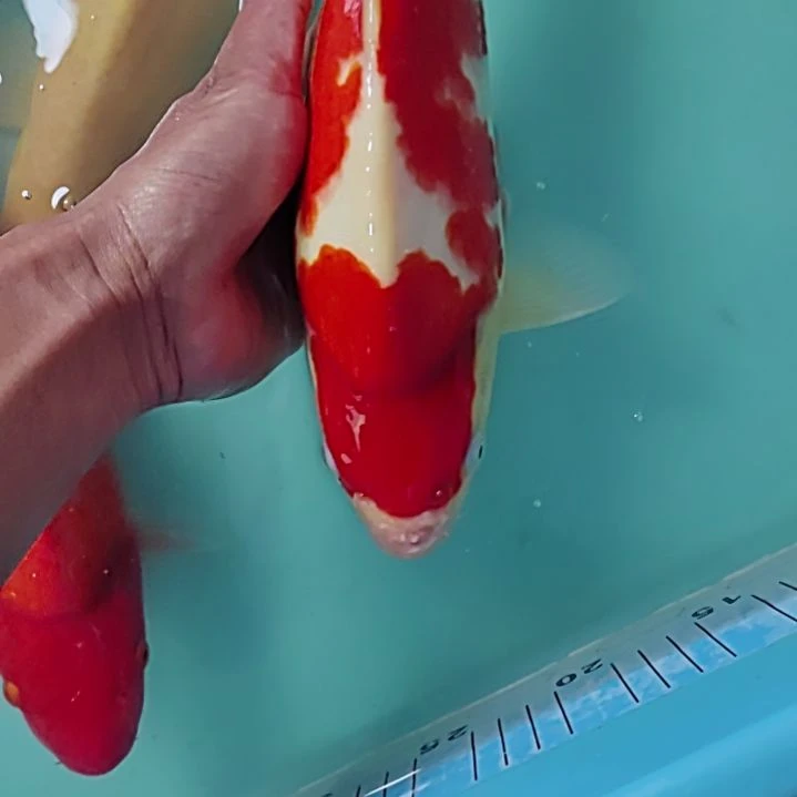 锦鲤红白顺丰到付不包邮