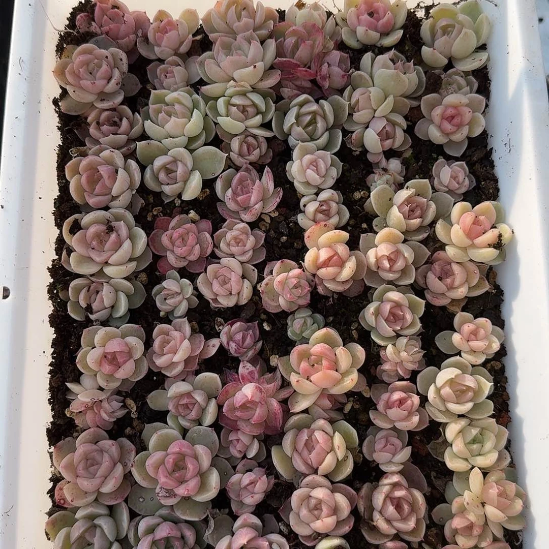 山*℡杂交新品珍妮多肉618