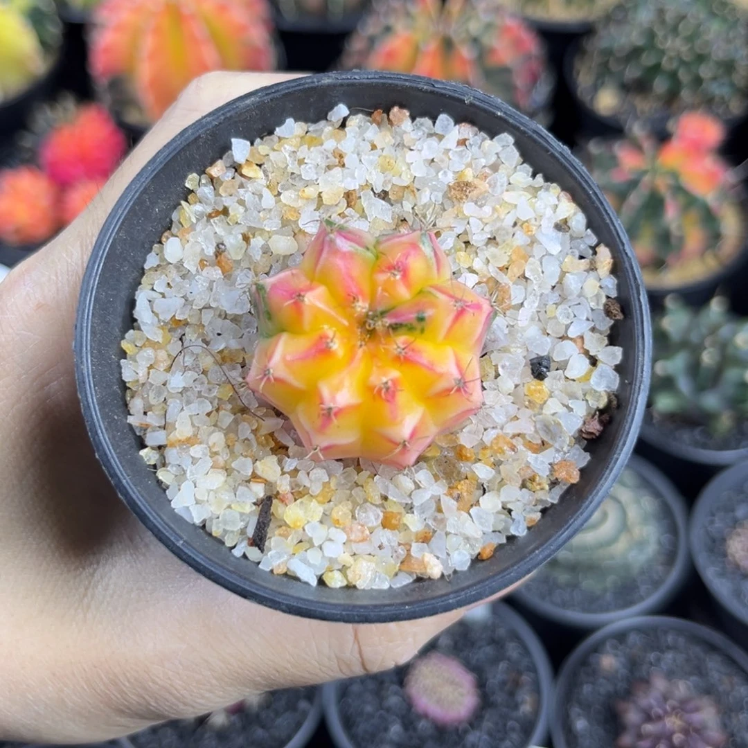 泰系嫩黄米哈仙人球实生