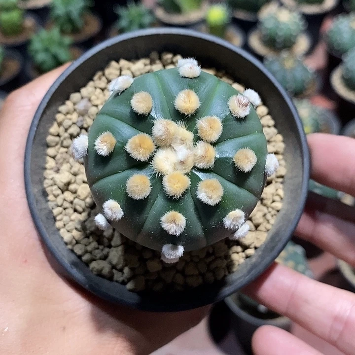 琉璃兜实生脱土发货