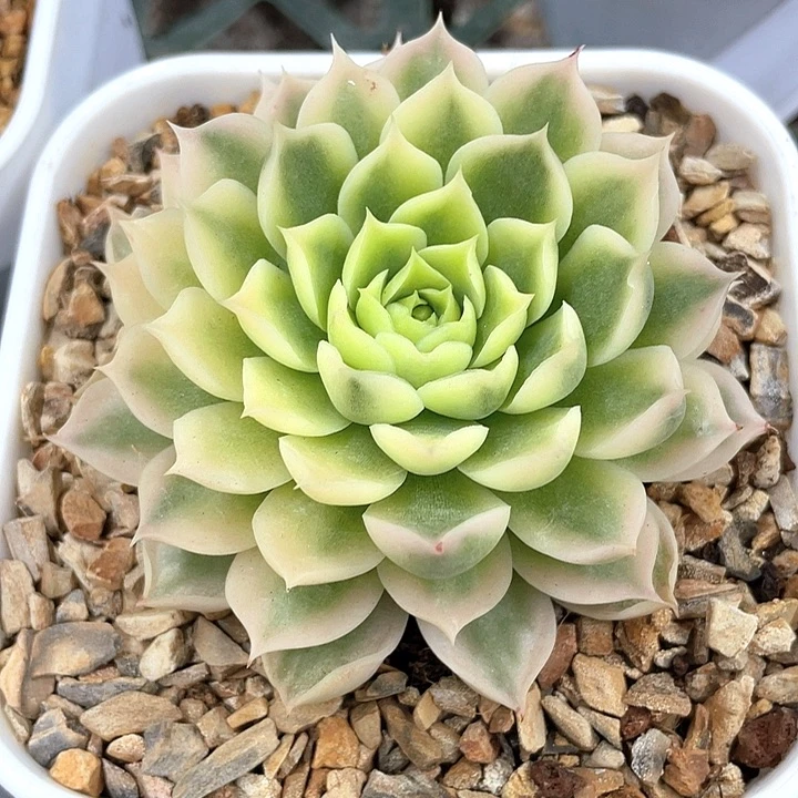 飘***零海灵娜锦。一物一拍