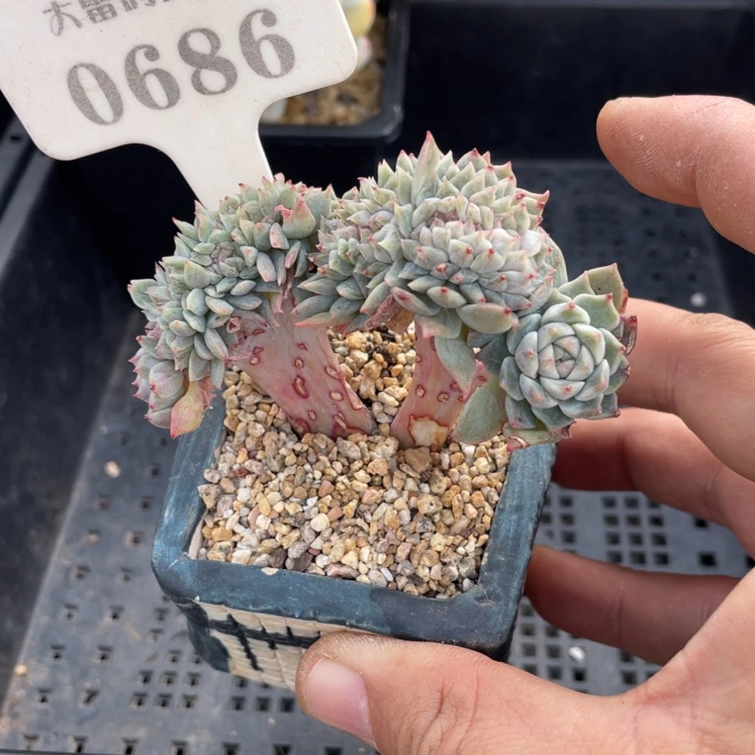 0686冰魄不带盆8厘米