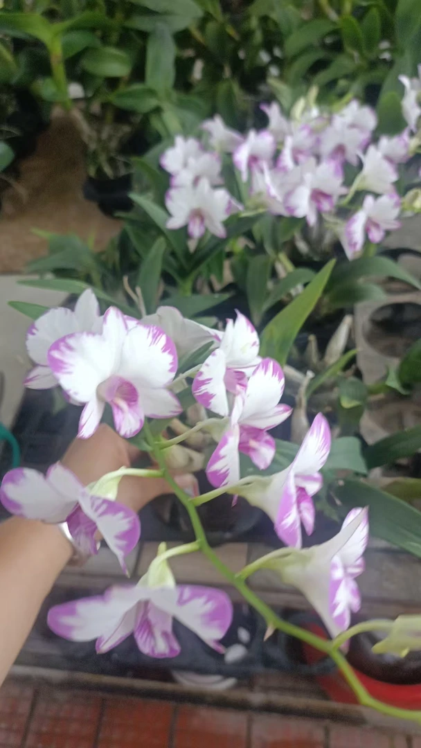 蓝星蝴蝶兰 续花带香好养活 蓝色蝴蝶烂 蓝星蝴蝶兰
