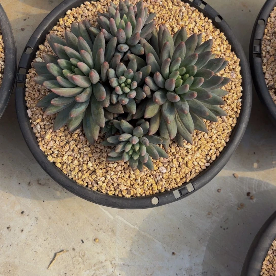 小小弟精品多肉红蜻蜓