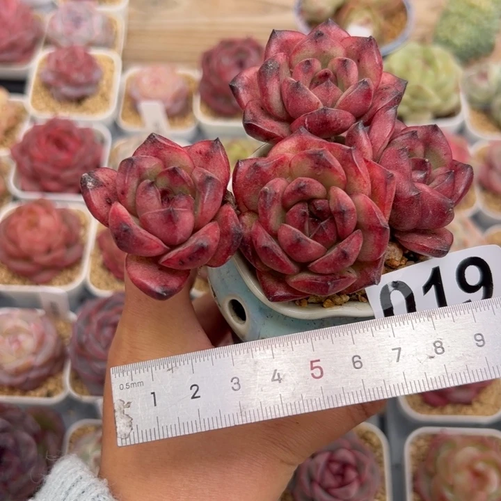 青**一019 多肉植物组合