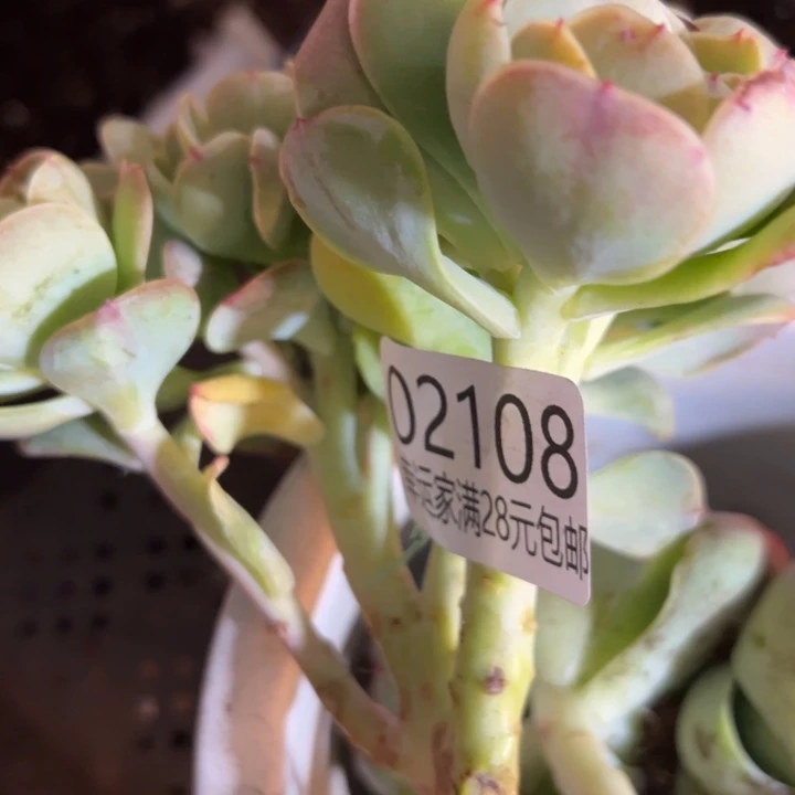 最***人幸运的人会遇到你喜欢幸运