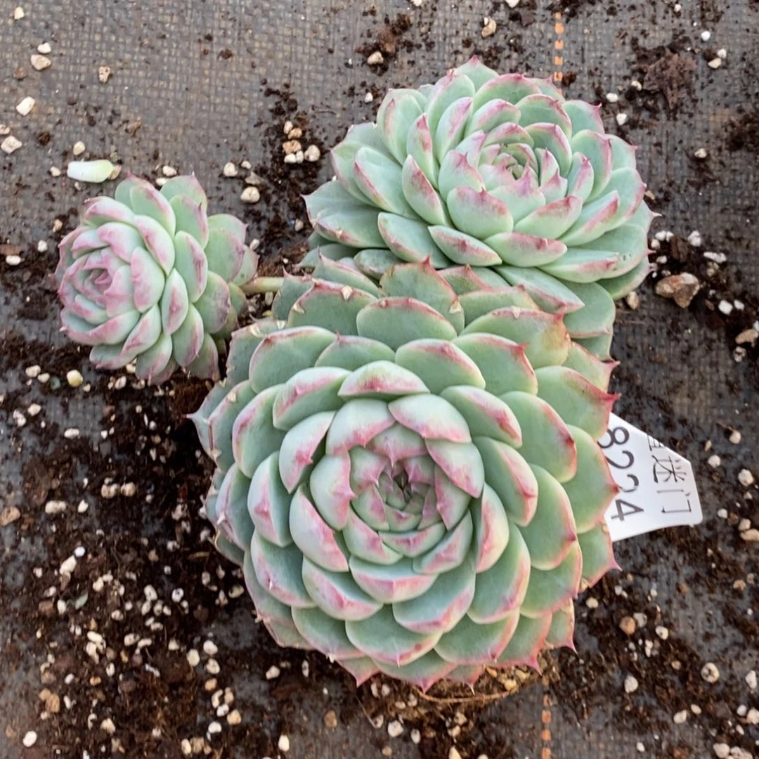 倚****不包整散掉头8224~散特