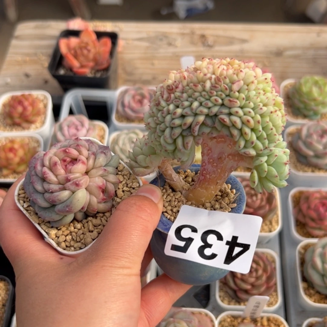 ?*✨435 2颗多肉植物组合