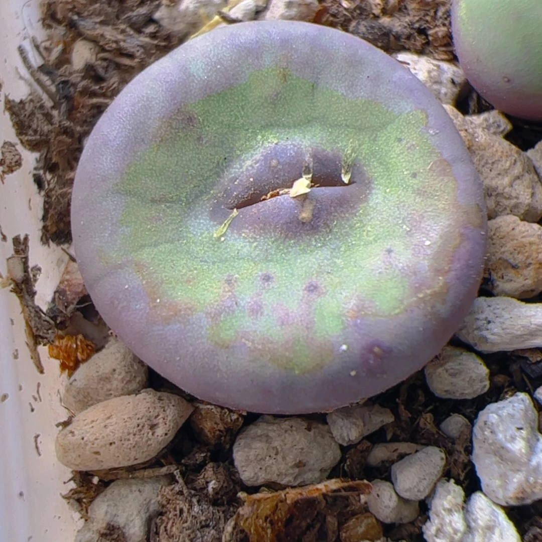 【闪购商品】0000000014