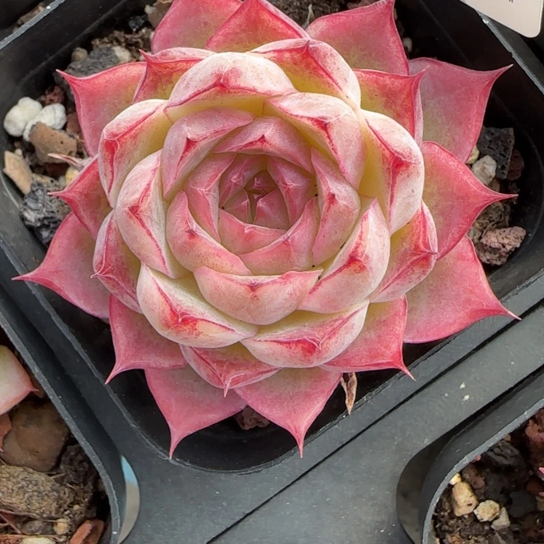 花语逸境0218-435