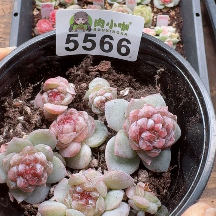 一**贝多肉植物多肉植物