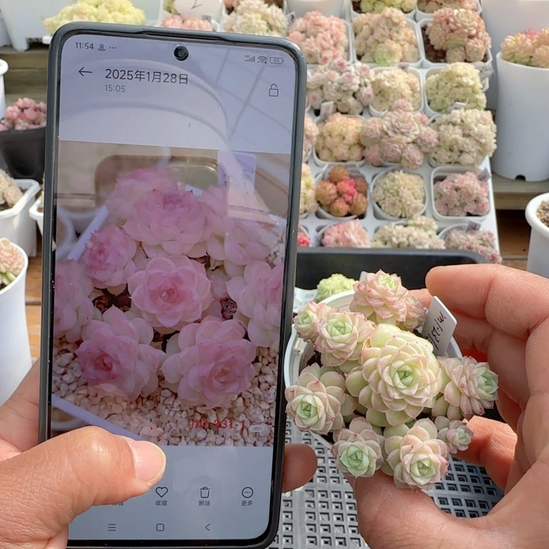 【闪购商品】0130-71（m1-231-1）