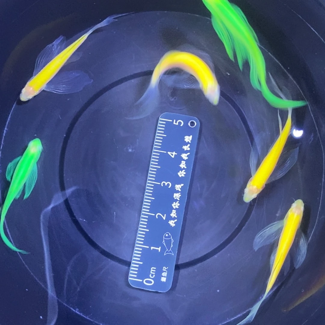 斑马鱼蝶翼斑马3.5厘米6条