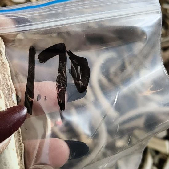 博***览鹿角鹿角鹿角鹿角鹿角鹿角