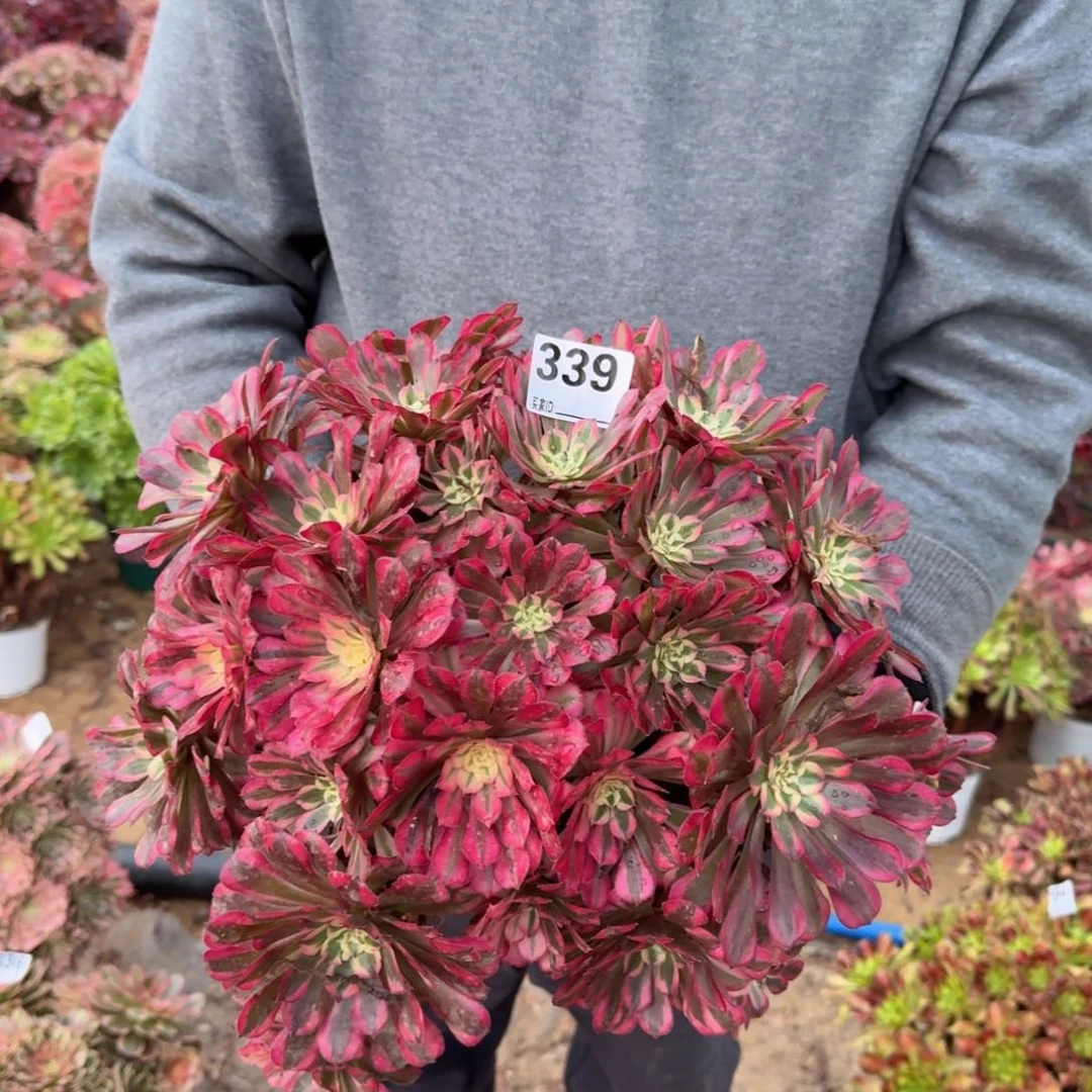 339红铜多肉植物