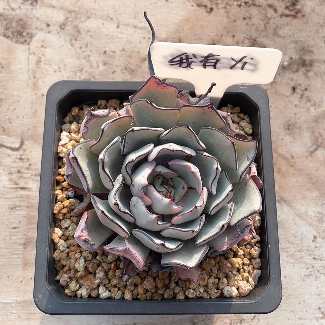 多肉我有Yi简斯诺娃