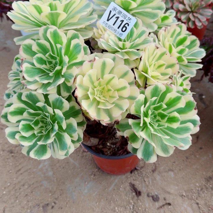 116迈巴赫官服30左右福利款不售后2