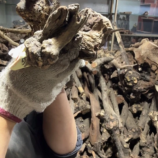 香榧木阿**漂火琉璃的故事是毛料，播