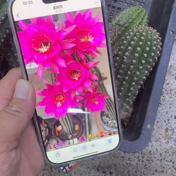 255金妞紫罗兰歪无根侧牙6公分左右，20包邮