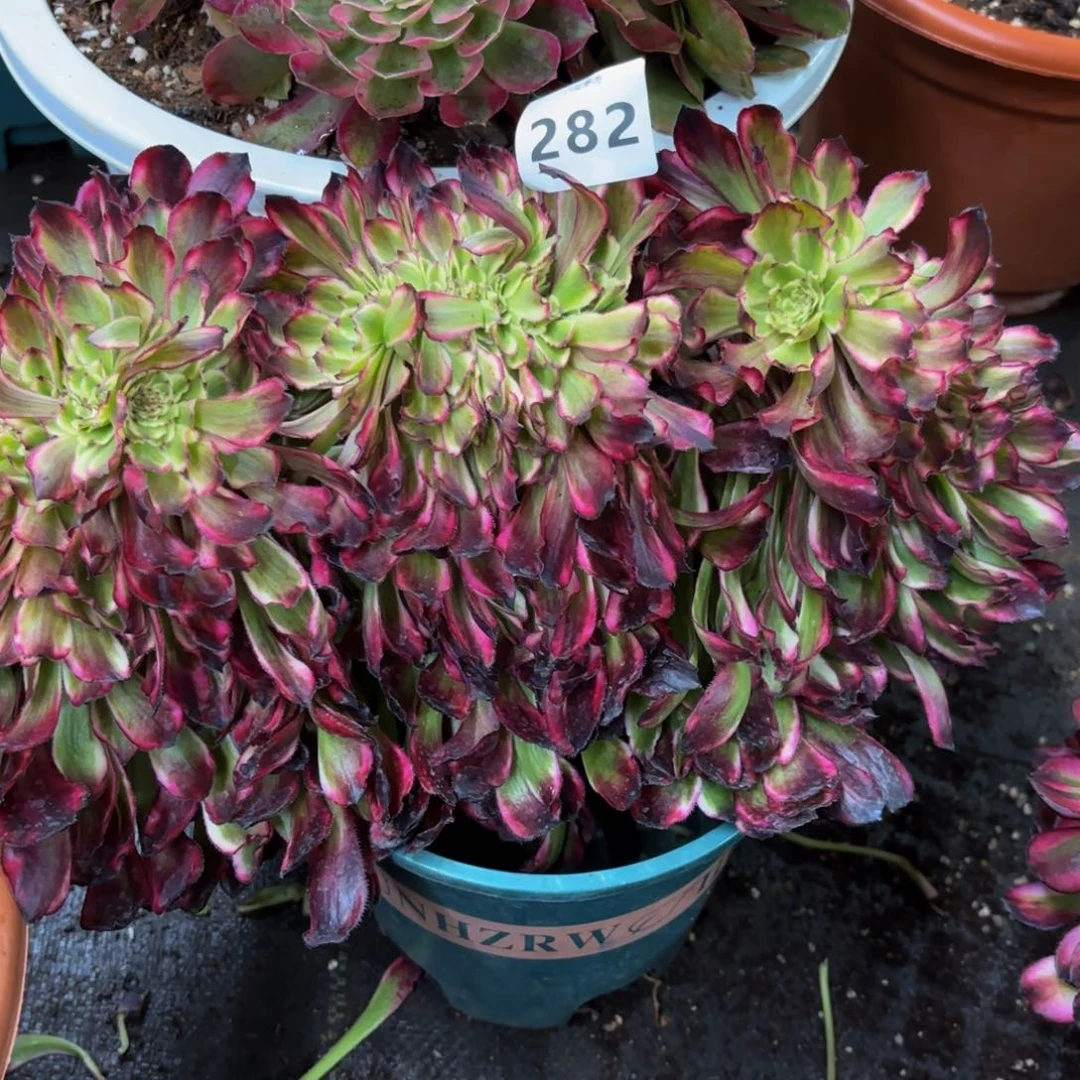 记**失282多肉植物黑暗女神缀无根