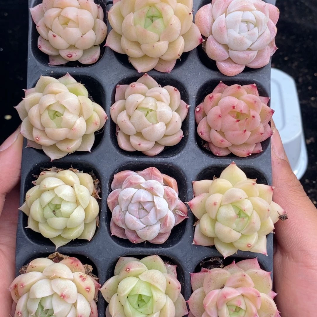 2-572 新疆西藏内蒙不发其他12.8包邮两到三公分多肉