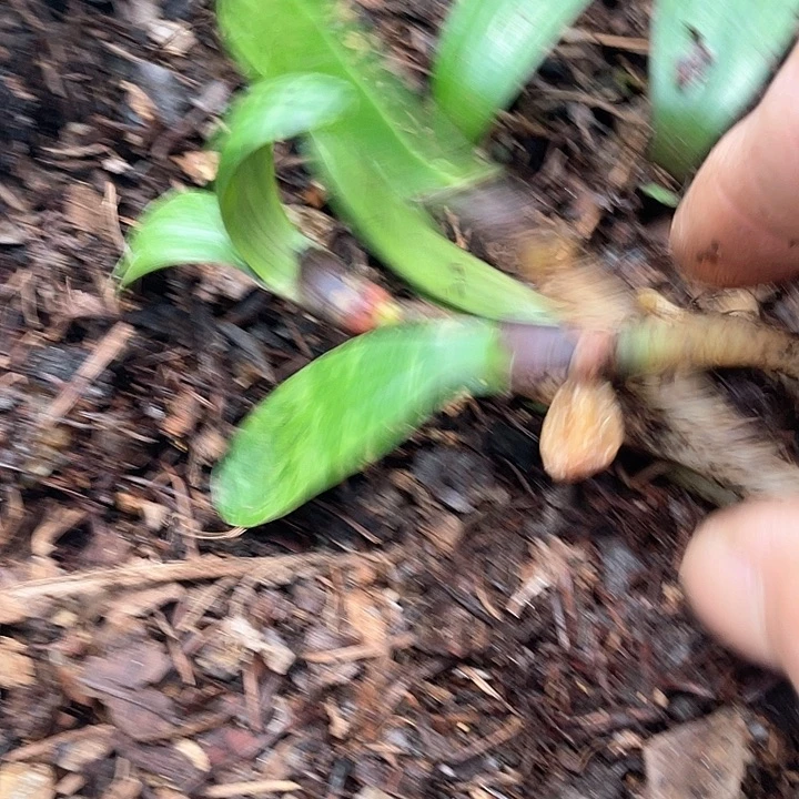 无花朵君子以自强不息著称